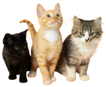 Three playful kittens sitting together